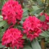 Rhododendron Nova Zembla -France Fournitures De Jardin Soldes 2024 ado 112545 1 1700142275331