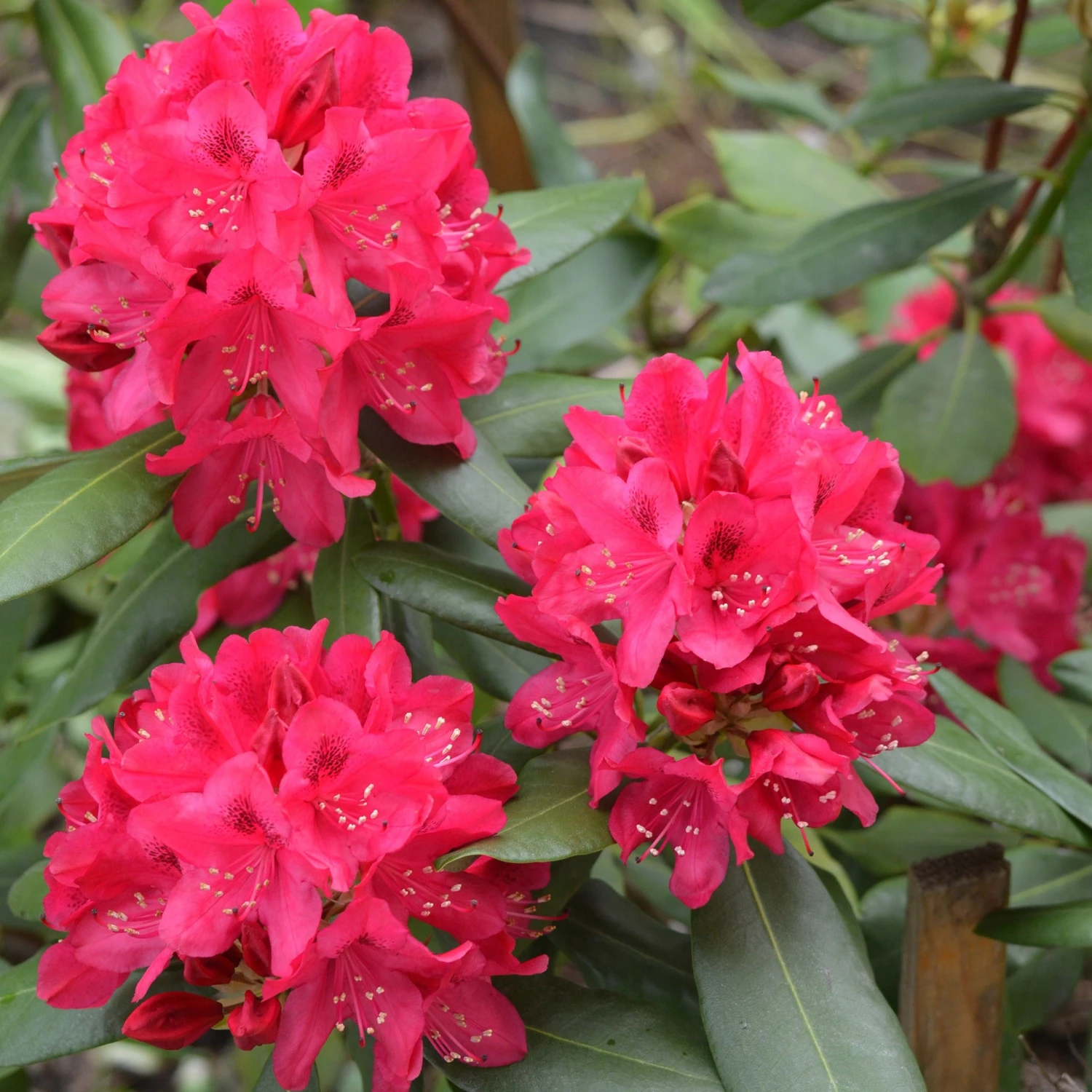 Rhododendron Nova Zembla 3 Rhododendron Nova Zembla