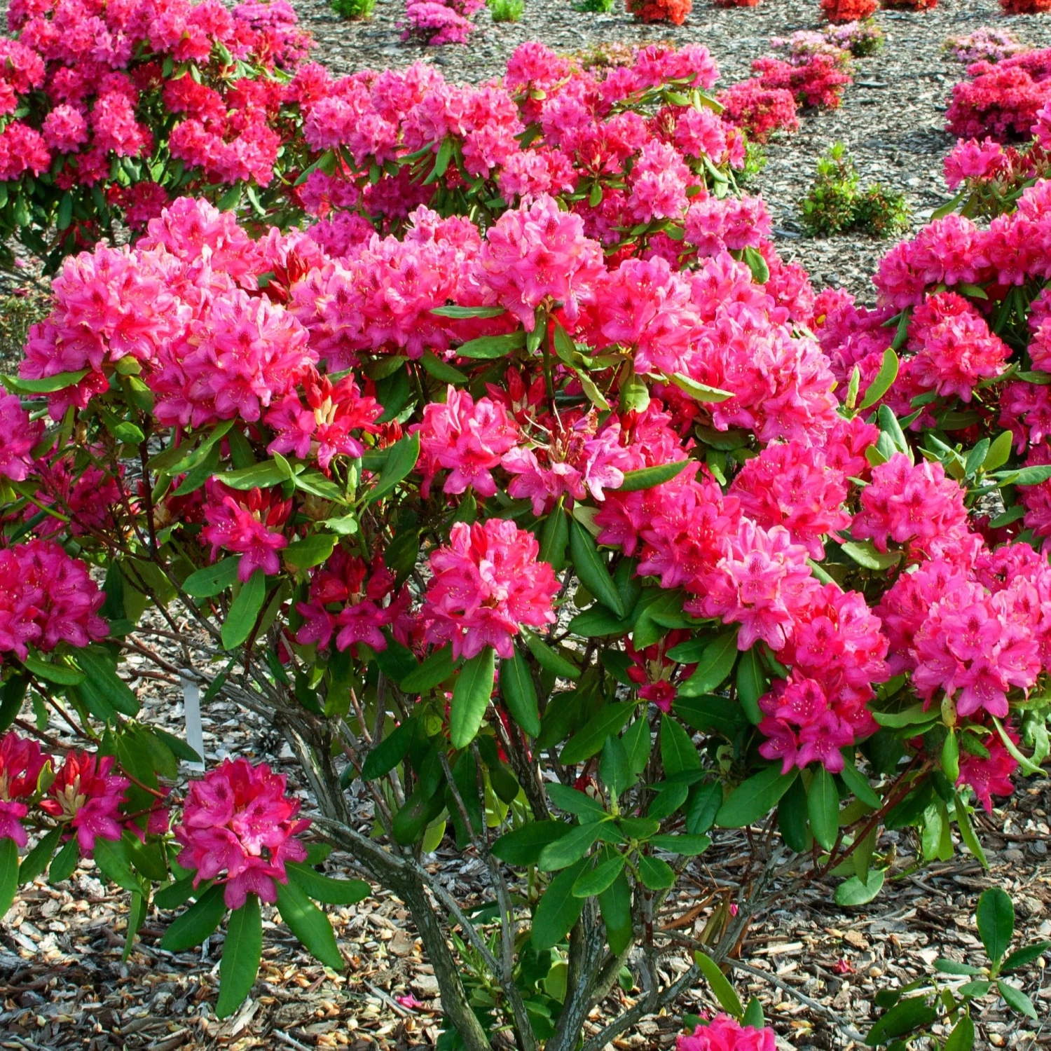 Rhododendron Nova Zembla 4 Rhododendron Nova Zembla – Image 2