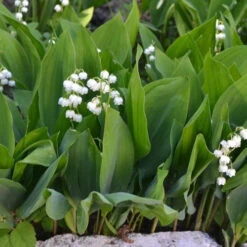 Muguet Blanc -France Fournitures De Jardin Soldes 2024 ado 25916 7 1705410392887
