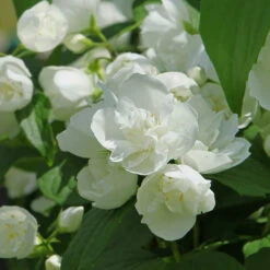 Seringat Virginal - Philadelphus -France Fournitures De Jardin Soldes 2024 ado 26030 6 1705565850619