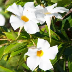 Jasmin Du Brésil Blanc - Dipladenia 7 Jasmin Du Brésil Blanc - Dipladenia -France Fournitures De Jardin Soldes 2024 ado 38794 8 1700060925700