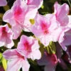 Rhododendron Compact Doc -France Fournitures De Jardin Soldes 2024 ado 60010 4