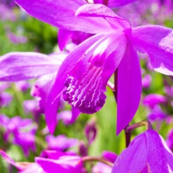 2 Orchidées Jacinthe