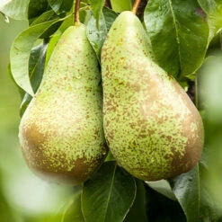 Mini-poirier Conférence -France Fournitures De Jardin Soldes 2024 ado 71305 4