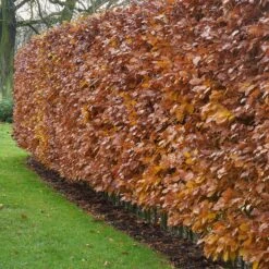 Haie De Hêtre Commun -France Fournitures De Jardin Soldes 2024 ado 84849 8