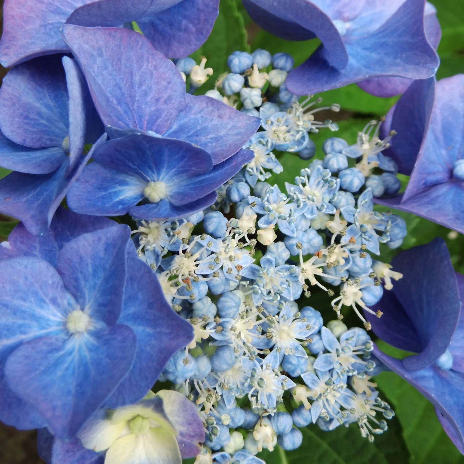 Hortensia Teller Blue 3 Hortensia Teller Blue