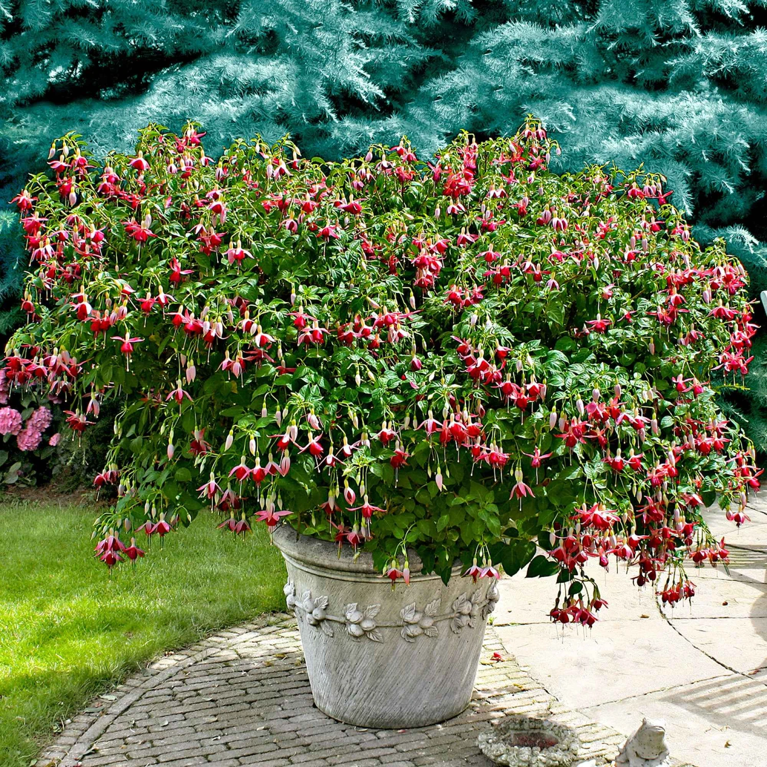 3 Fuchsias Celia Smedley 3 3 Fuchsias Celia Smedley