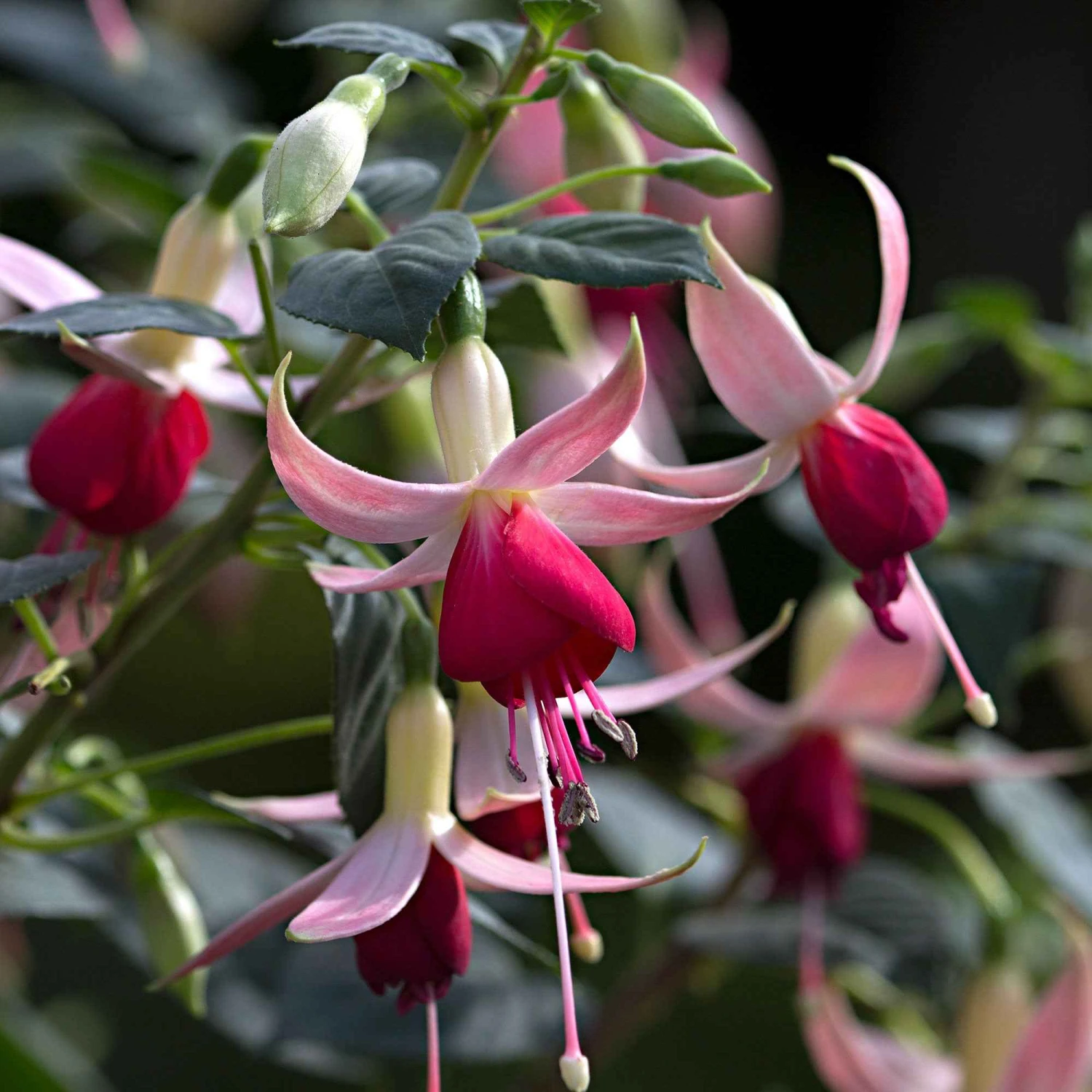 3 Fuchsias Celia Smedley 4 3 Fuchsias Celia Smedley – Image 2