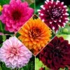 5 Dahlias à Grandes Fleurs En Mélange 1 5 Dahlias à Grandes Fleurs En Mélange -France Fournitures De Jardin Soldes 2024 bak 38560 1