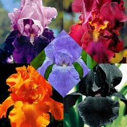 5 Iris Des Jardins Magic Melange En Mélange