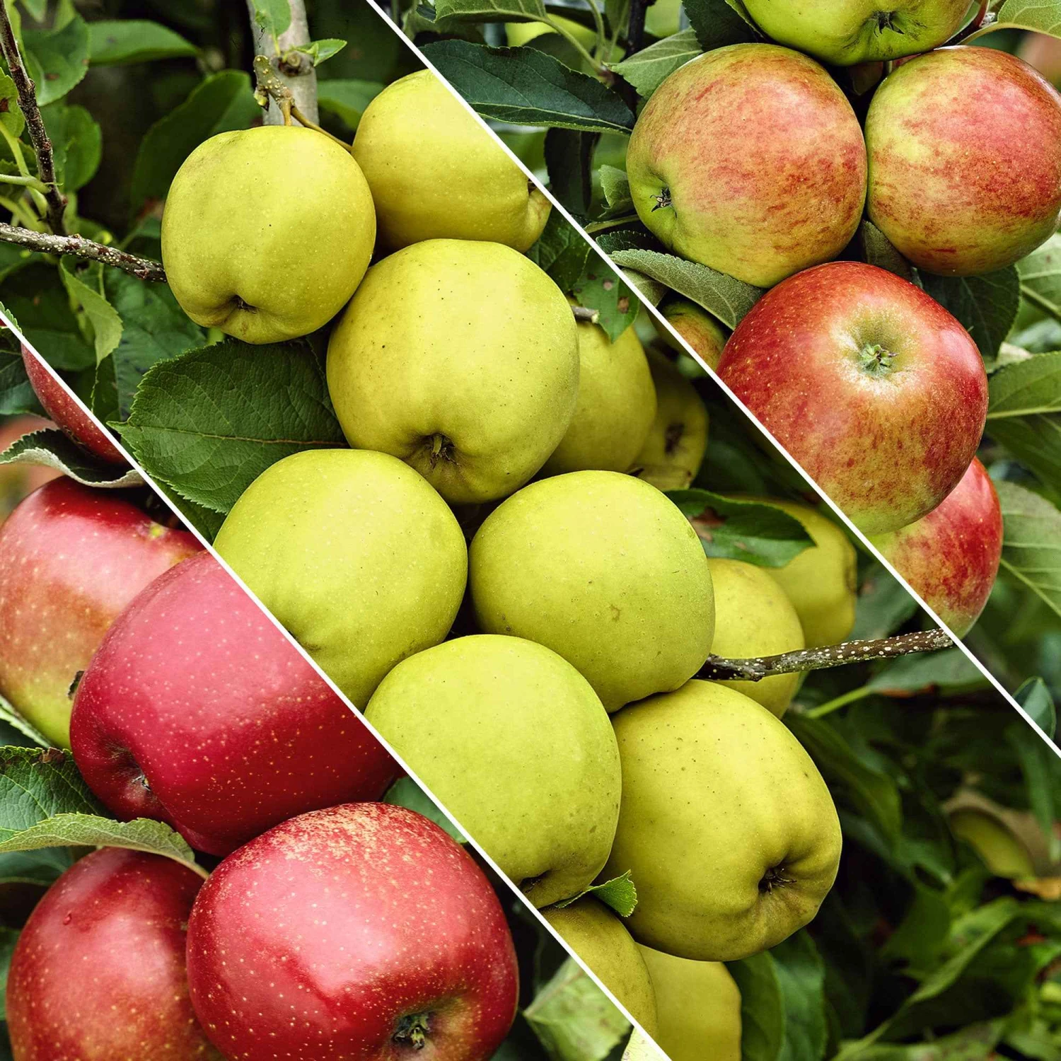 Pommier Sur Tige 3 Variétés En 1 3 Pommier Sur Tige 3 Variétés En 1