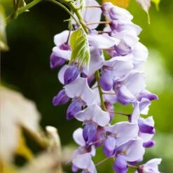 Glycine De Chine Caroline -France Fournitures De Jardin Soldes 2024 bak 41396 2