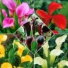 5 Arums En Mélange 1 5 Arums En Mélange -France Fournitures De Jardin Soldes 2024 bak 41851 1