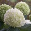 Hortensia Strong Annabelle -France Fournitures De Jardin Soldes 2024 bak 41948 1