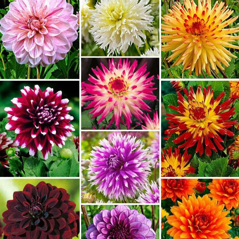 10 Dahlias The Ten En Mélange 3 10 Dahlias The Ten En Mélange