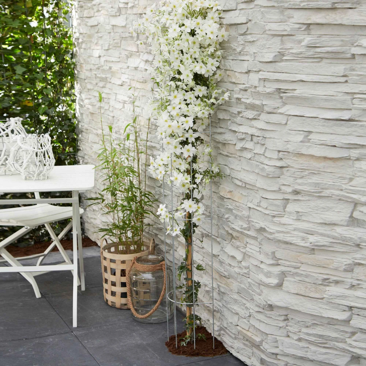 Clématite Avalanche 4 Clématite Avalanche – Image 2