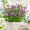 Lilas Nain Dark Purple -France Fournitures De Jardin Soldes 2024 bak 64401 1