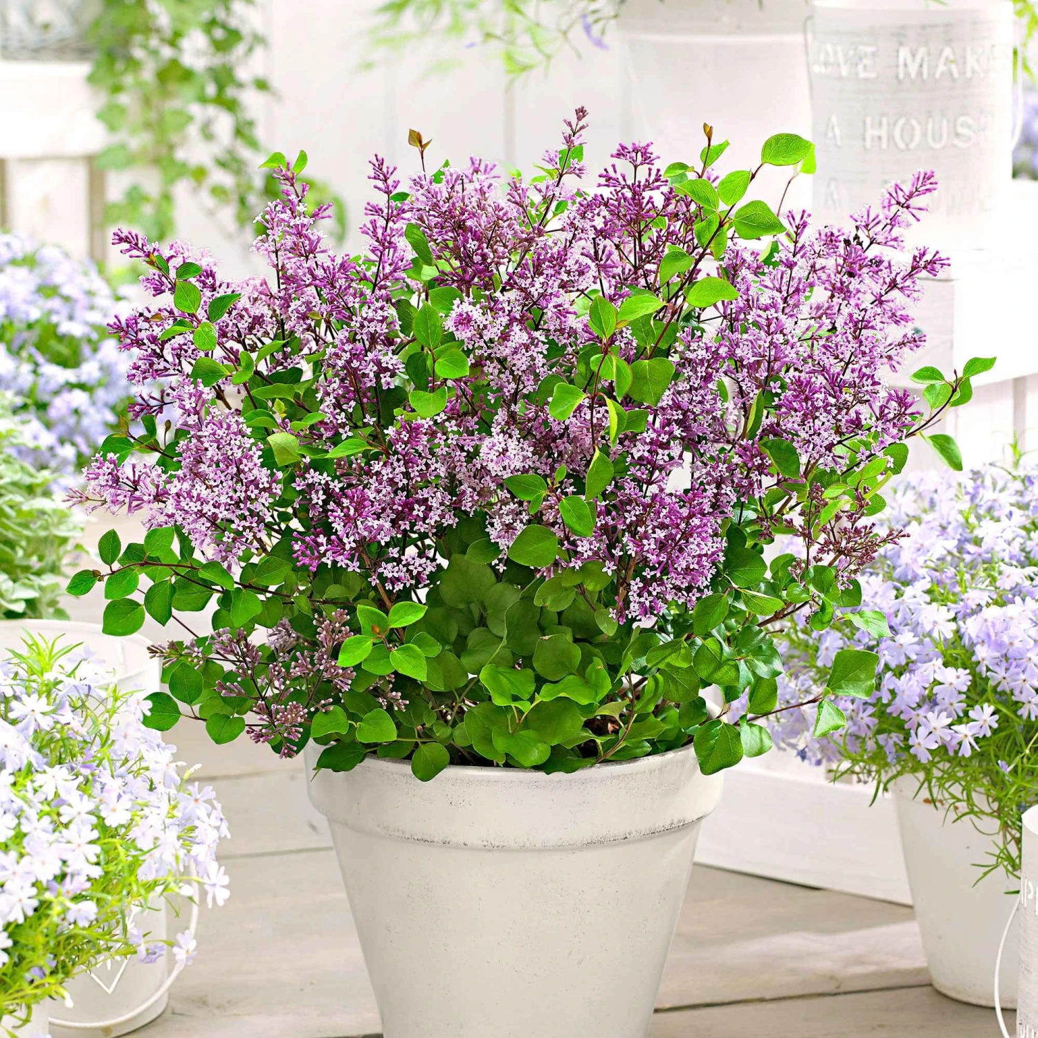 Lilas Nain Dark Purple 3 Lilas Nain Dark Purple