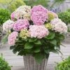 Hortensia Doppio Nuvola 1 Hortensia Doppio Nuvola -France Fournitures De Jardin Soldes 2024 bak 65931 1