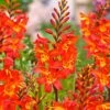 10 Crocosmia Prince Of Orange 1 10 Crocosmia Prince Of Orange -France Fournitures De Jardin Soldes 2024 bak 65960 1