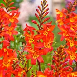 10 Crocosmia Prince Of Orange