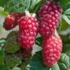 Mûre-framboise Tayberry 1 Mûre-framboise Tayberry -France Fournitures De Jardin Soldes 2024 bak 71063 1