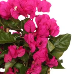 Bougainvillier Vera Deep Purple -France Fournitures De Jardin Soldes 2024 bak 71074 2