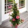 Jasmin Du Brésil - Dipladenia Pyramide Rose -France Fournitures De Jardin Soldes 2024 bak 71250 1