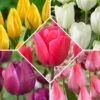 50 Tulipes Happy Garden En Mélange -France Fournitures De Jardin Soldes 2024 bak 74707 1