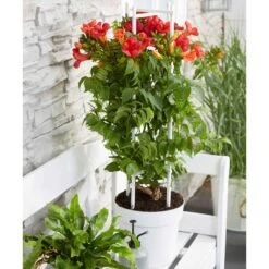 Bignone Fire Trumpet 7 Bignone Fire Trumpet -France Fournitures De Jardin Soldes 2024 bak 80450 2 1706533043576