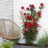Rosier Grimpant Crazy In Love Rouge 1 Rosier Grimpant Crazy In Love Rouge -France Fournitures De Jardin Soldes 2024 bak 80486 1