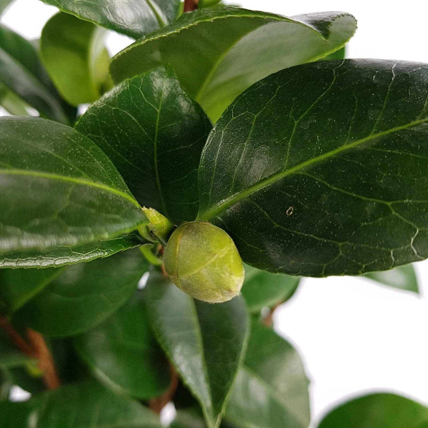 Camélia Du Japon Nuccio's Cameo 4 Camélia Du Japon Nuccio's Cameo – Image 2