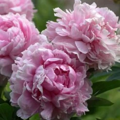 Pivoine Sarah Bernhardt 7 Pivoine Sarah Bernhardt -France Fournitures De Jardin Soldes 2024 bak 81929 1