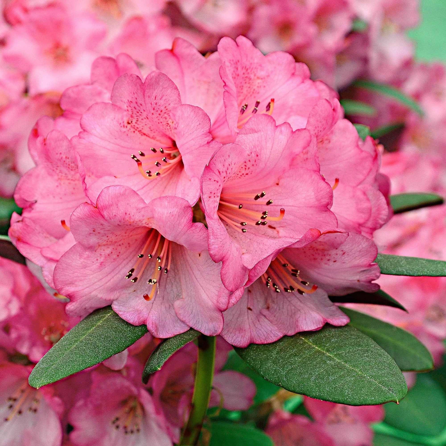 Rhododendron Wine & Roses 4 Rhododendron Wine & Roses – Image 2