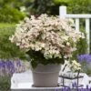 Hortensia Paniculé Switch Ophelia® 1 Hortensia Paniculé Switch Ophelia® -France Fournitures De Jardin Soldes 2024 bak 83283 1