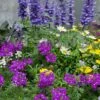 3 Plantes Vivaces De Jardin 'Bee Friendly' En Mélange 1 3 Plantes Vivaces De Jardin 'Bee Friendly' En Mélange -France Fournitures De Jardin Soldes 2024 bak 85654 1