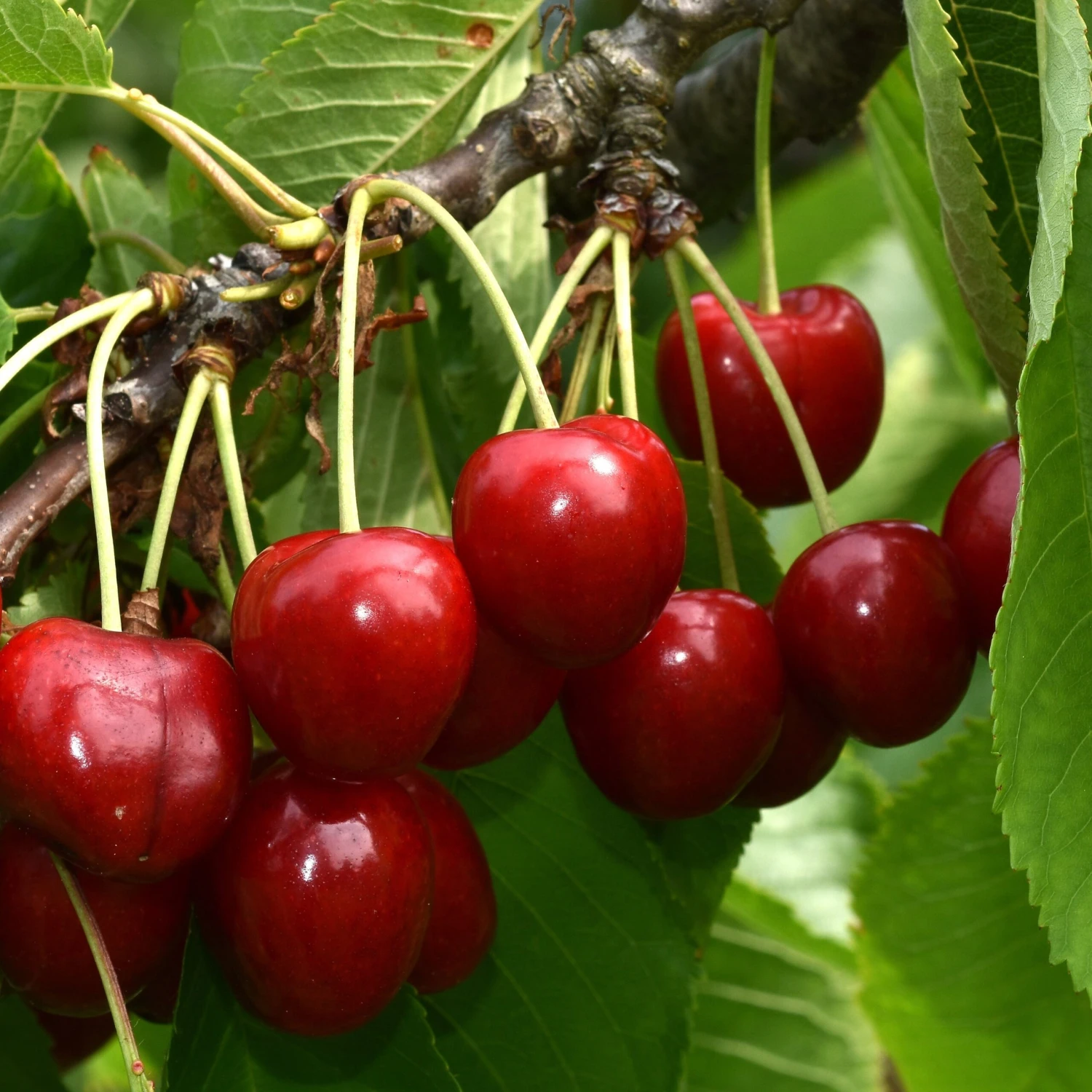 Cerisier Bigarreau Summit 5 Cerisier Bigarreau Summit – Image 3