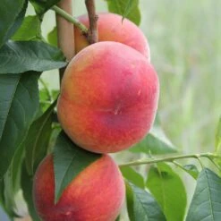 Pêcher Red Haven