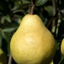 Poirier William's - Bon Chrétien 14 Poirier William's - Bon Chrétien -France Fournitures De Jardin Soldes 2024 bor 63251 10