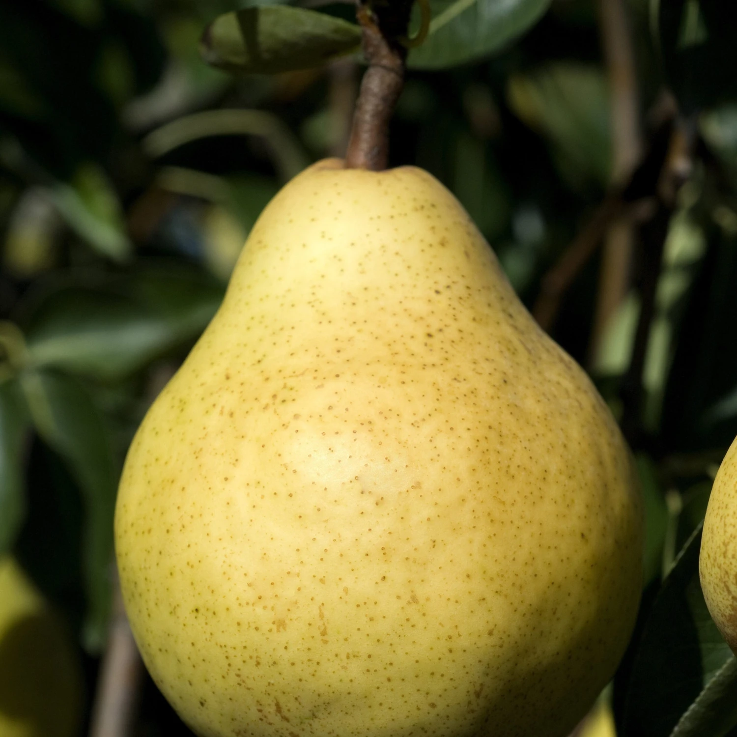 Poirier William's - Bon Chrétien 7 Poirier William's - Bon Chrétien – Image 5