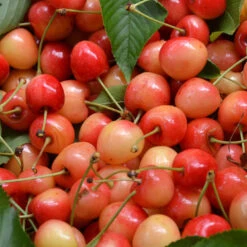 Cerisier Bigarreau Napoleon -France Fournitures De Jardin Soldes 2024 bor 85148 10