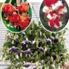 6 Fuchsias Retombants En Mélange 1 6 Fuchsias Retombants En Mélange -France Fournitures De Jardin Soldes 2024 col 103695 1