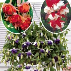 6 Fuchsias Retombants En Mélange