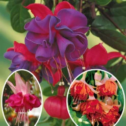 6 Fuchsias En Mélange