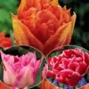 Collection De 30 Tulipes Doubles Murillo 2 Collection De 30 Tulipes Doubles Murillo -France Fournitures De Jardin Soldes 2024 col 103722 4