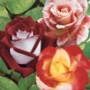 Collection De 3 Rosiers Buissons : Osiria, Famosa, Double Delight 2 Collection De 3 Rosiers Buissons : Osiria, Famosa, Double Delight -France Fournitures De Jardin Soldes 2024 col 103765 1