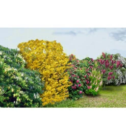 Collection Haie Fleuries Et Parfumées - 12 Arbustes 18 Collection Haie Fleuries Et Parfumées - 12 Arbustes -France Fournitures De Jardin Soldes 2024 col 103772 2 1706612304396