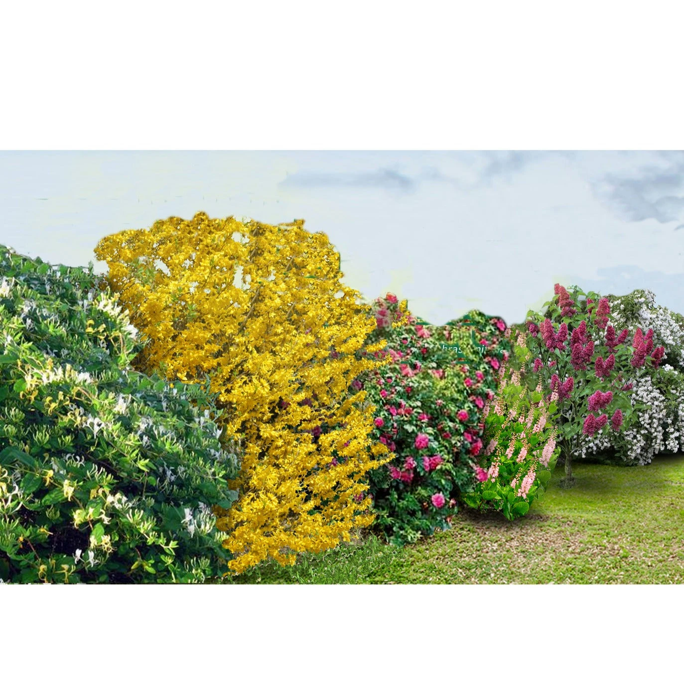 Collection Haie Fleuries Et Parfumées - 12 Arbustes 10 Collection Haie Fleuries Et Parfumées - 12 Arbustes – Image 8