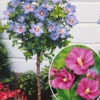 Collection De 2 Hibiscus De Jardin Sur Tige 1 Collection De 2 Hibiscus De Jardin Sur Tige -France Fournitures De Jardin Soldes 2024 col 103773 1